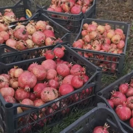Фермери Миколаївщини зібрали врожай гранатів. Фото: jagodnik.info