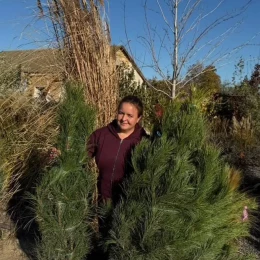 Фермери Миколаївщини зібрали врожай гранатів. Фото: jagodnik.info