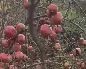 Фермери Миколаївщини зібрали врожай гранатів. Фото: jagodnik.info