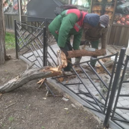 Повалені дерева в Одесі. Фото: Думська