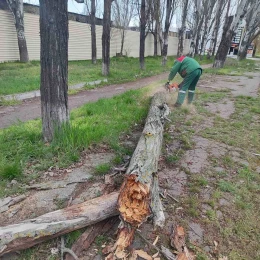 Повалені дерева в Одесі. Фото: Думська