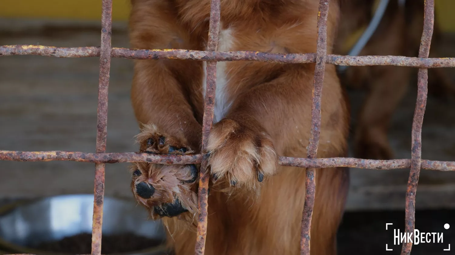 В Україні пропонують збільшити покарання за насильство над тваринами. Архівне фото: МикВісті