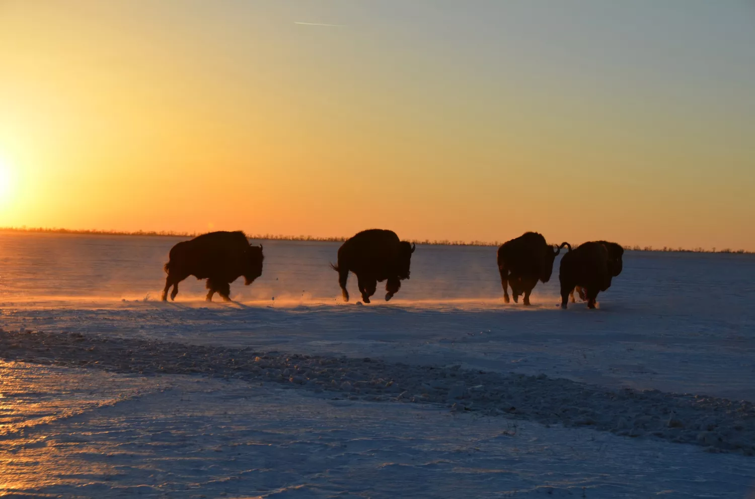 В «Асканії-Нова» через нестачу корма зростає ризик масової загибелі рідкісних копитних тварин. Фото: Заповідник «Асканія-Нова»