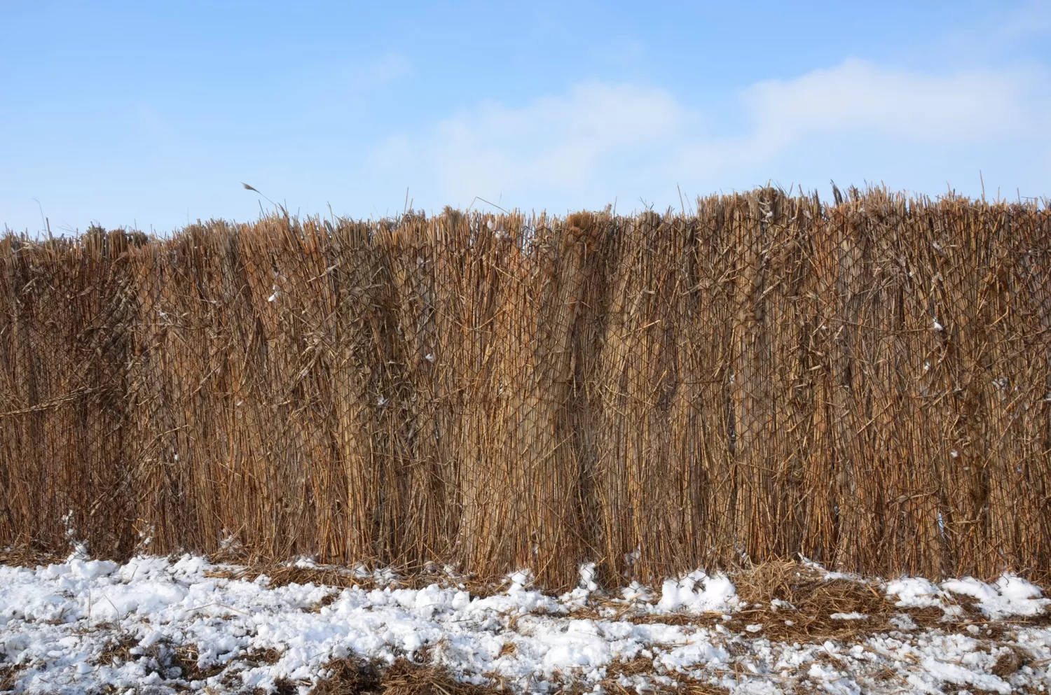 В «Асканії-Нова» через нестачу корма зростає ризик масової загибелі рідкісних копитних тварин. Фото: Заповідник «Асканія-Нова»