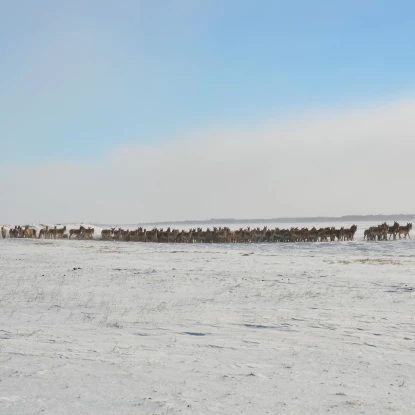 В «Асканії-Нова» через нестачу корма зростає ризик масової загибелі рідкісних копитних тварин. Фото: Заповідник «Асканія-Нова»