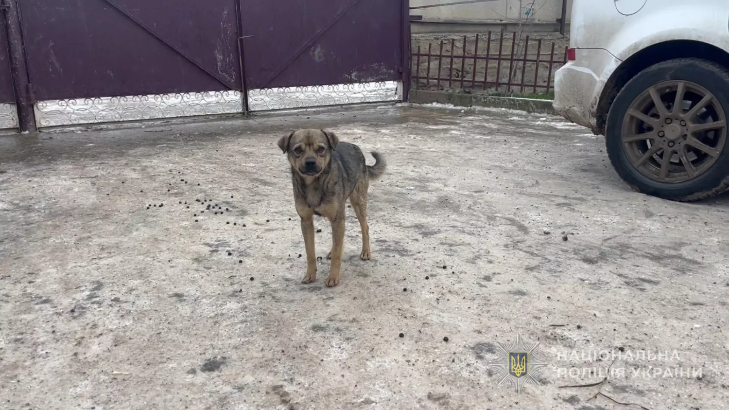 На Одещині підліток скинув собаку з обриву, поліція відкрила справу. Фото: Нацполіція