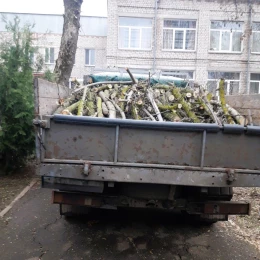 У дитсадку Миколаєва підрядники пошкодили дерева. Фото: Державна екологічна інспекція Південно-Західного округу