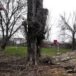 У дитсадку Миколаєва підрядники пошкодили дерева. Фото: Державна екологічна інспекція Південно-Західного округу