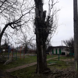 У дитсадку Миколаєва підрядники пошкодили дерева. Фото: Державна екологічна інспекція Південно-Західного округу