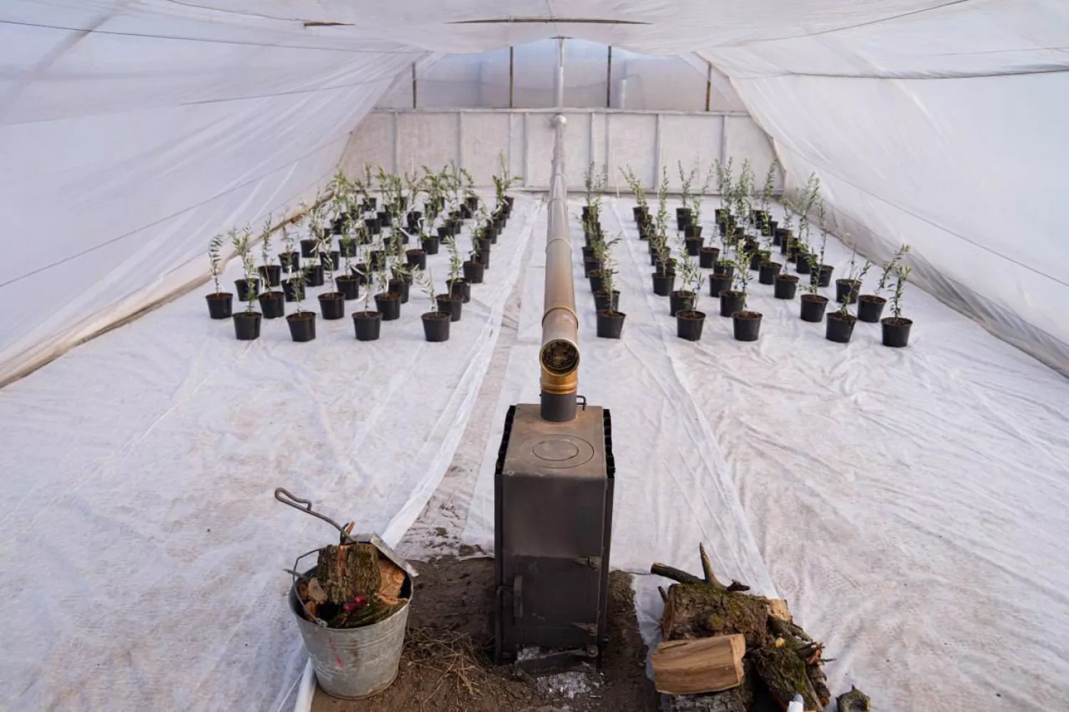 На Херсонщині почали вирощувати оливки, фото: Oleksandr Prokudin/Facebook