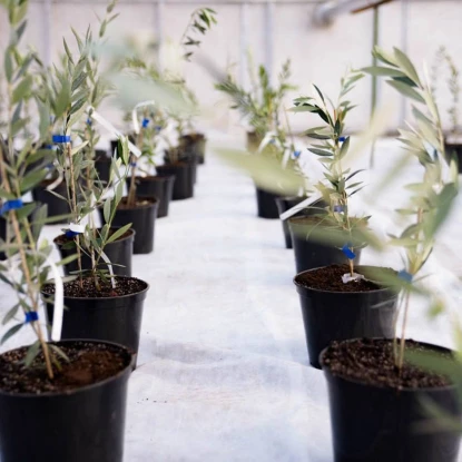 На Херсонщині почали вирощувати оливки, фото: Oleksandr Prokudin/Facebook