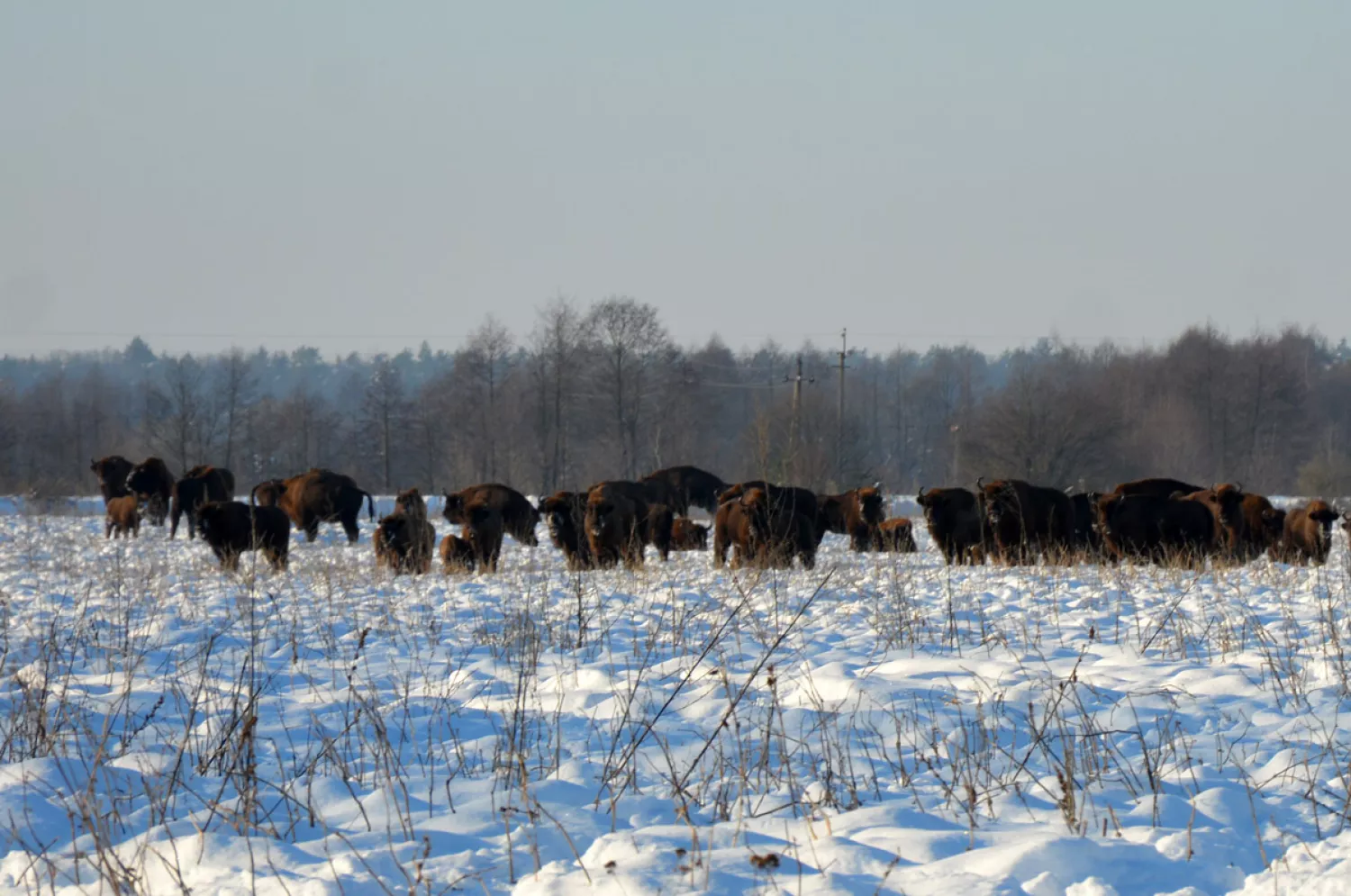На Львівщині зафіксували понад сотню зубрів. Фото: Нацпарк «Північне Поділля»
