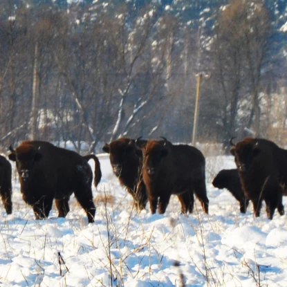 На Львівщині зафіксували понад сотню зубрів. Фото: Нацпарк «Північне Поділля»