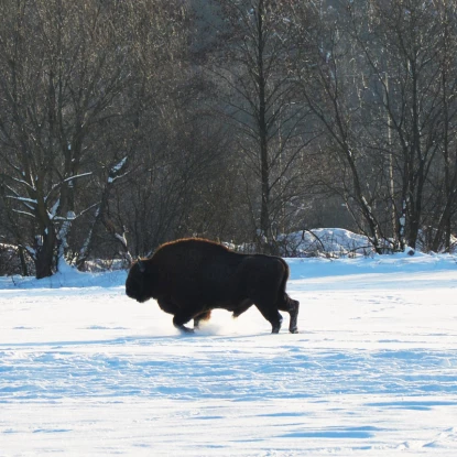 На Львівщині зафіксували понад сотню зубрів. Фото: Нацпарк «Північне Поділля»