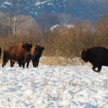 На Львівщині зафіксували понад сотню зубрів. Фото: Нацпарк «Північне Поділля»