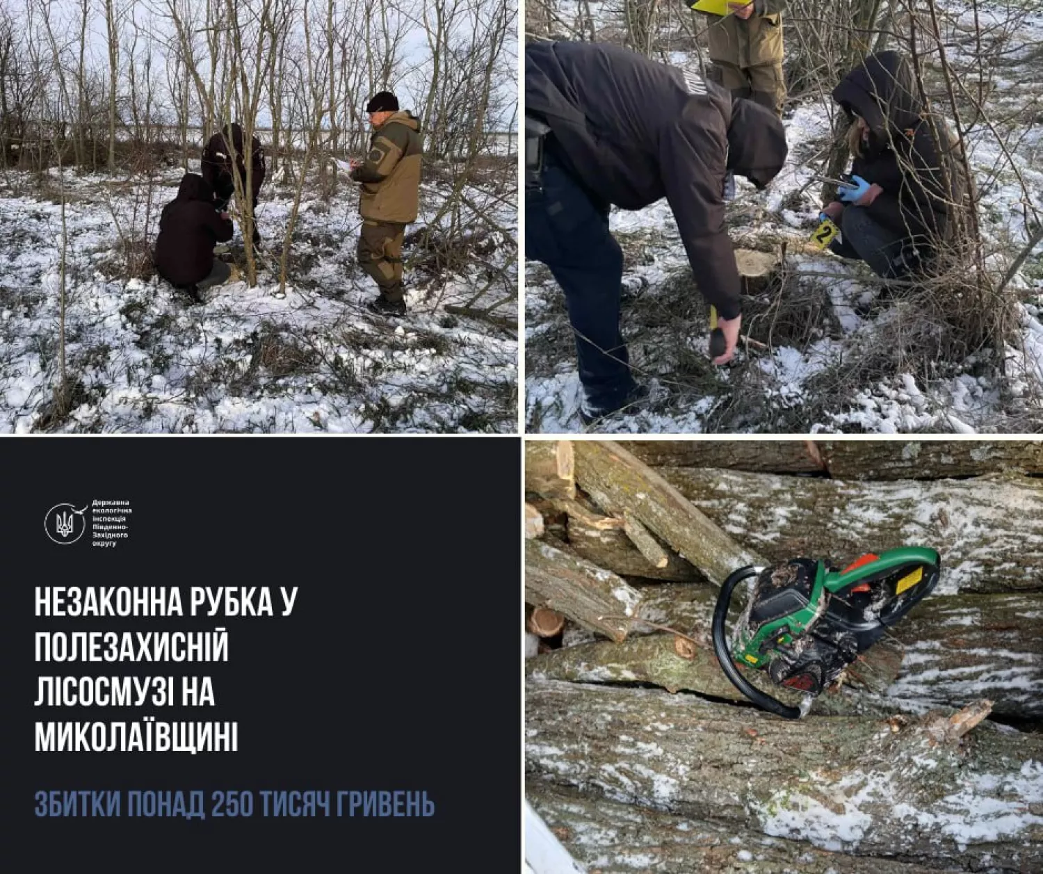У лісосмузі на Миколаївщині незаконно вирубали десятки дерев, колаж: