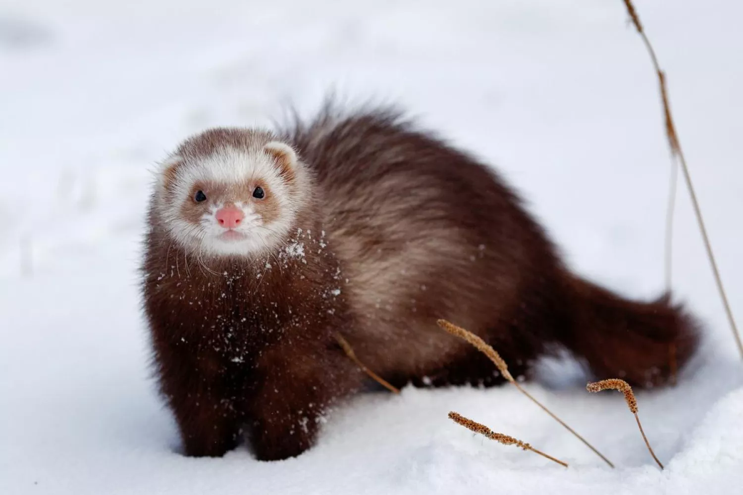 На Одещині в заказнику &laquo;Осинівський&raquo; помітили рідкісного тхора степового. Ілюстративне фото: Іstock