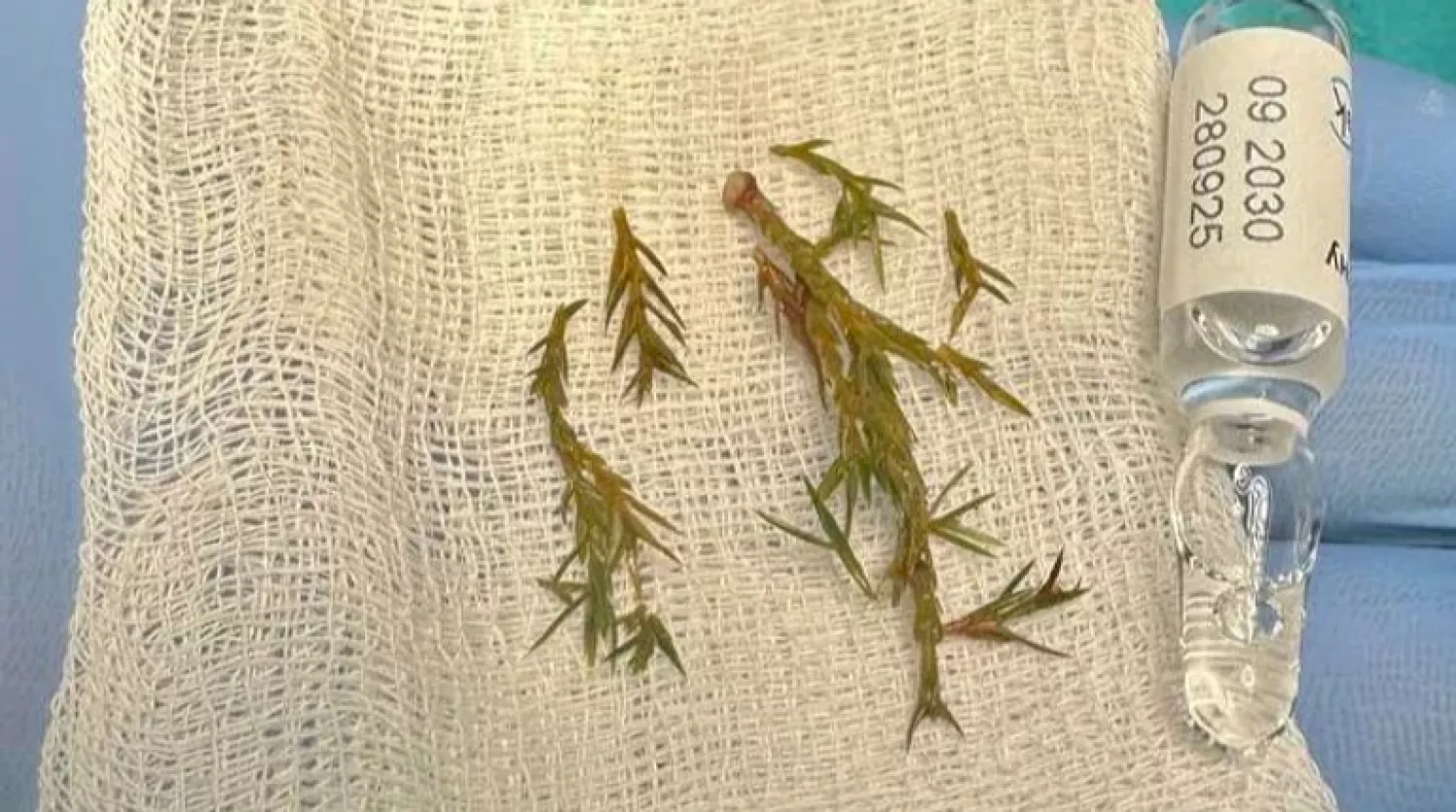 У Львові лікарі врятували немовля, яке ледь не задихнулося гілкою ялинки. Фото: Центр дитячої медицини. Лікарня Охматдит/Facebook