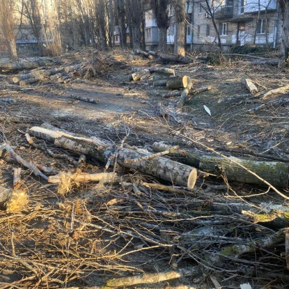 У Миколаєві незаконно зрубали 5 тополь. Фото: Держекоінспекції