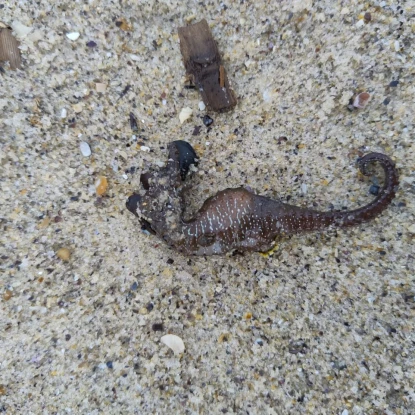 На одеських пляжах знайшли загиблих морських коників. Фото: Держекоінспекція