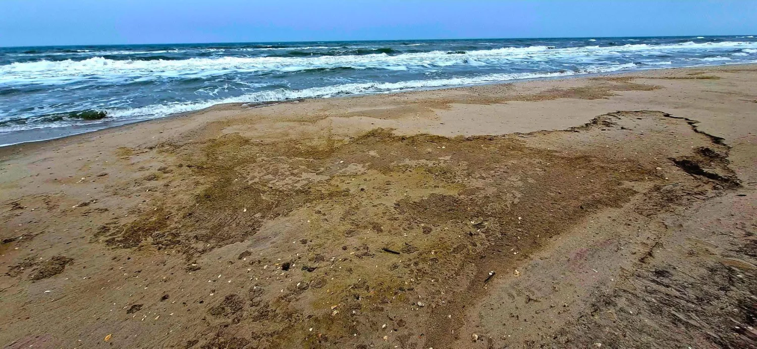 в Одеській затоці загинуло понад тисячу птахів. Фото: Іван Русєв