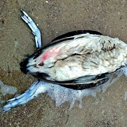 в Одеській затоці загинуло понад тисячу птахів. Фото: Іван Русєв