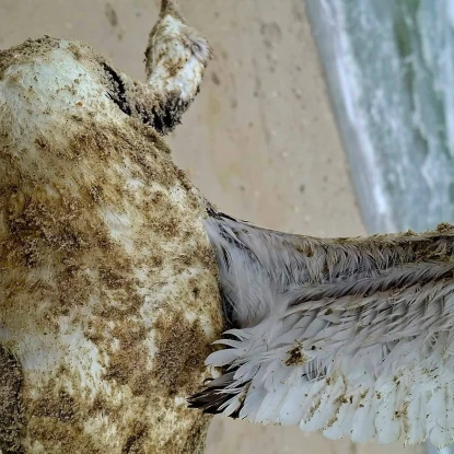 в Одеській затоці загинуло понад тисячу птахів. Фото: Іван Русєв