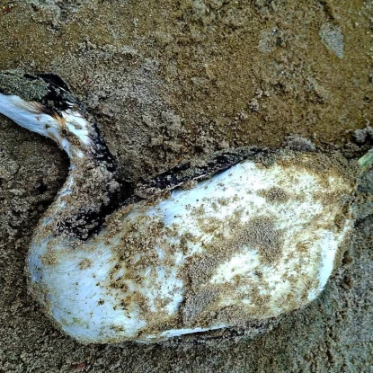 в Одеській затоці загинуло понад тисячу птахів. Фото: Іван Русєв