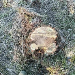 У Первомайському районі незаконно вирубали акації. Фото: Держінспекція