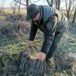 У Первомайському районі незаконно вирубали акації. Фото: Держінспекція