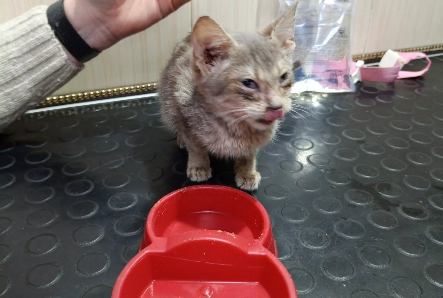 На Білоцерківщині поліція розслідує жорстоке поводження з кошенятами. Фото: Безпритульні. Богуславщина