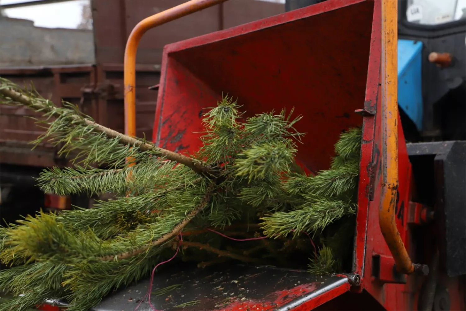 Пункт прийому ялинок в Києві. Фото: Київська міська рада