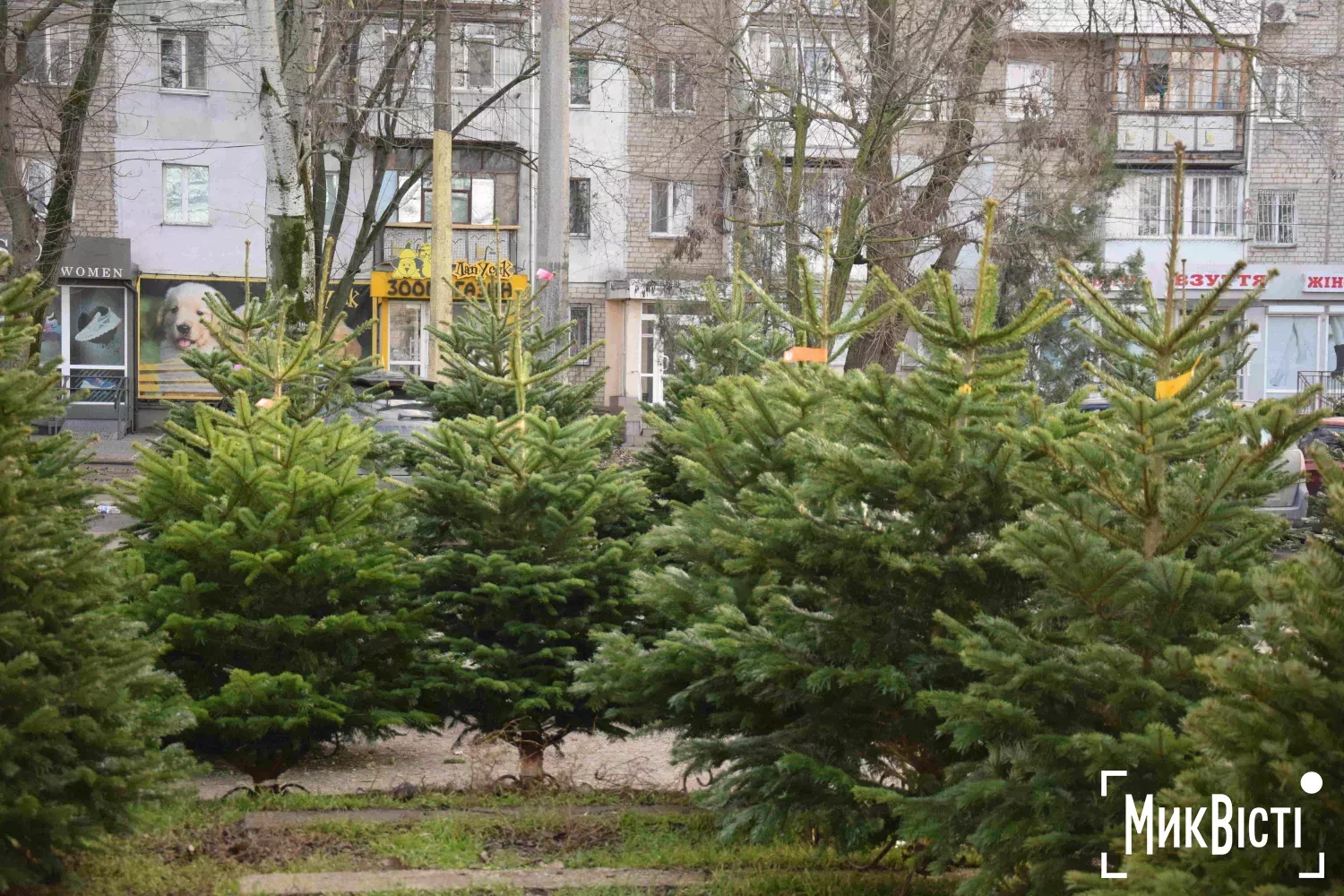 Ялиці. Фото: МикВісті