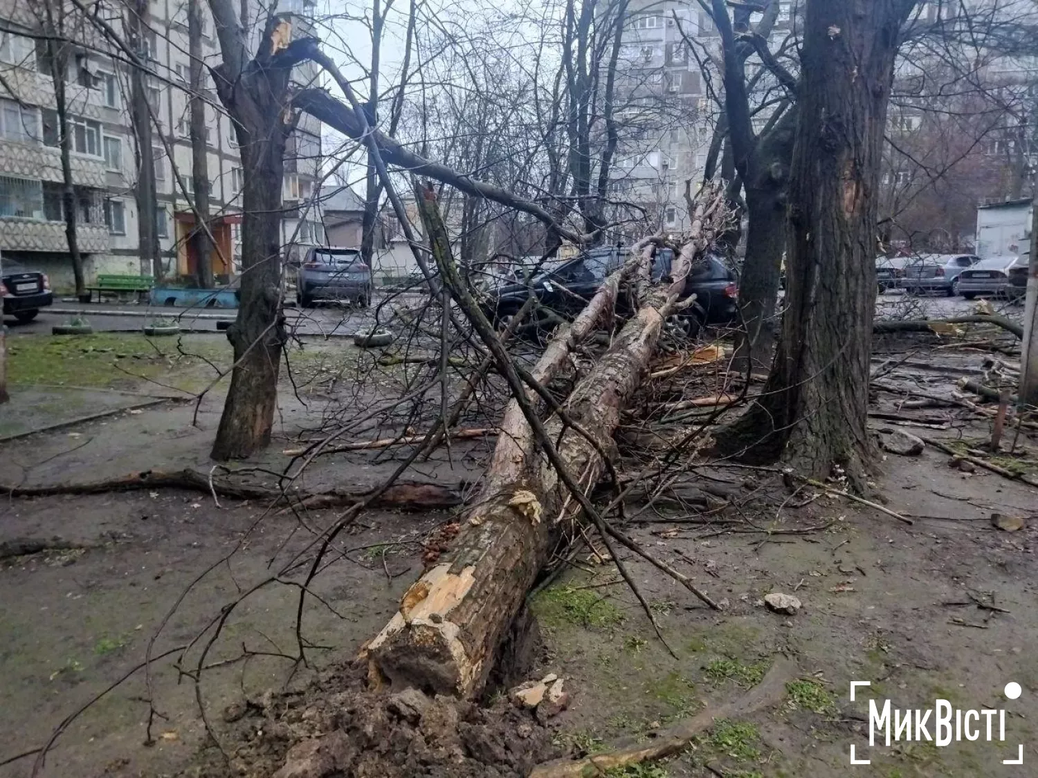 У Миколаєві через негоду аварійні дерева впали на припарковані автомобілі. Фото: читачі МикВісті
