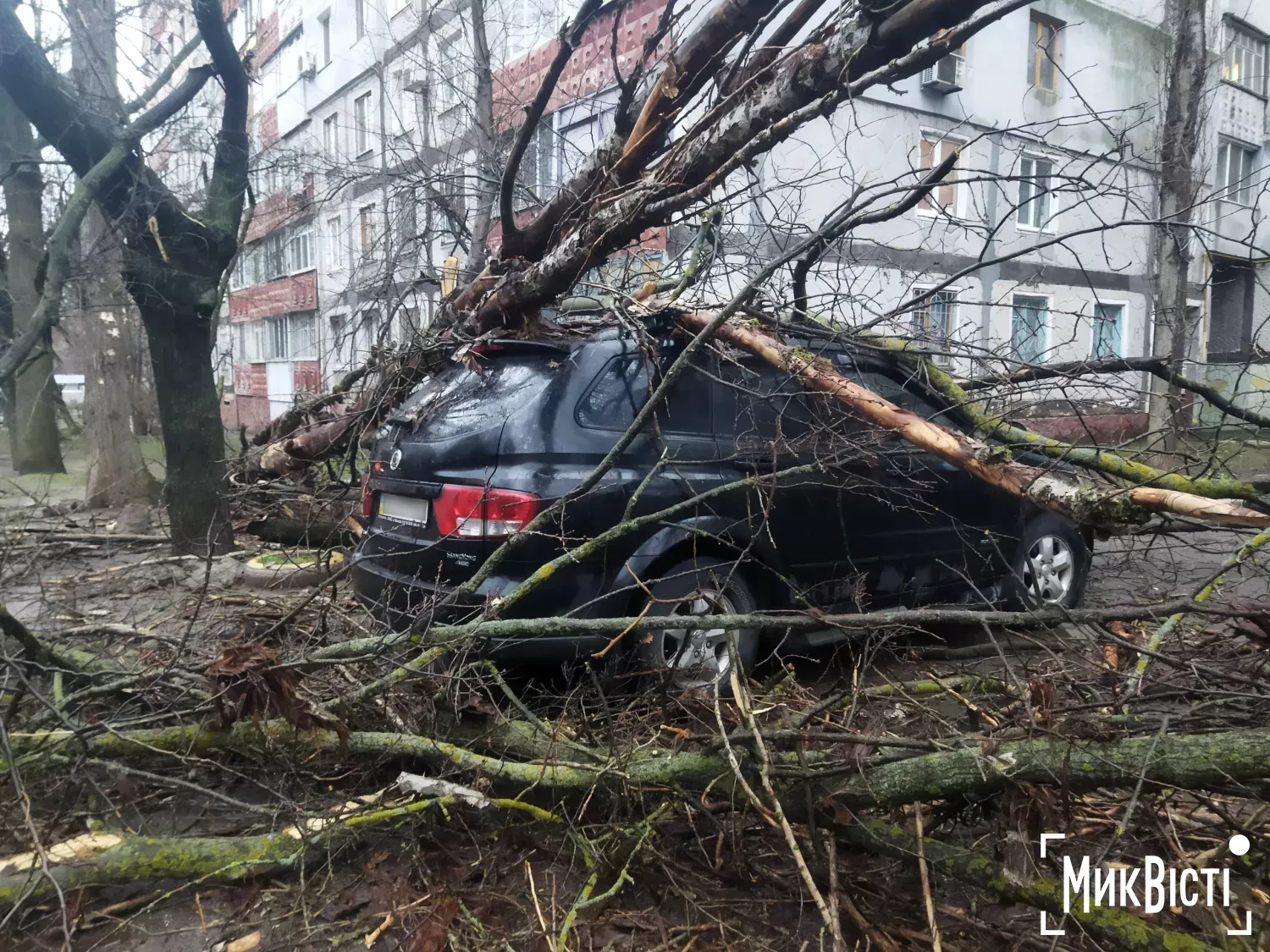 У Миколаєві через негоду аварійні дерева впали на припарковані автомобілі. Фото: читачі МикВісті