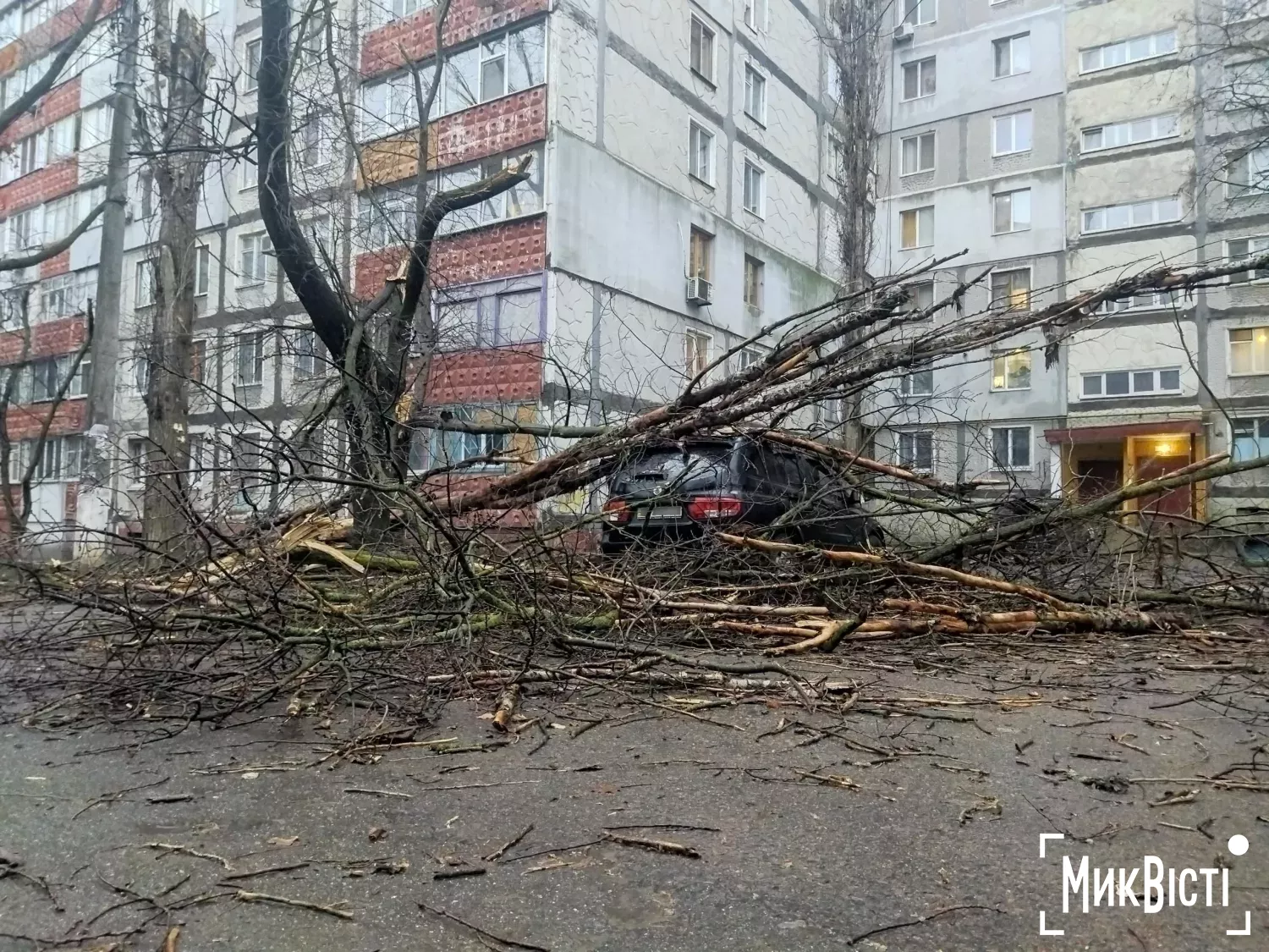 У Миколаєві через негоду аварійні дерева впали на припарковані автомобілі. Фото: читачі МикВісті