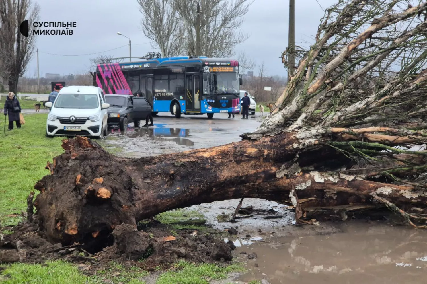 У мікрорайоні Кульбакине дерево впало на проїжджу частину, Фото: Суспільне Миколаїв