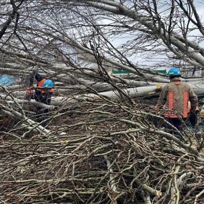 У Миколаєві через негоду впали дерева, фото: управління з питань надзвичайних ситуацій та цивільного захисту населення Миколаївської міської ради