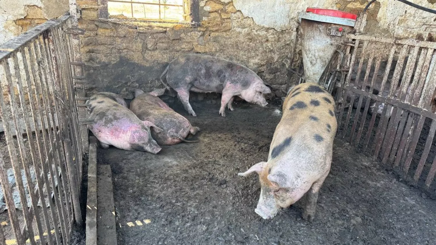 На Миколаївщині перед судом постане фермер, який завдав збитків довкіллю на 900 тис. грн. Ілюстративне фото: Суспільне