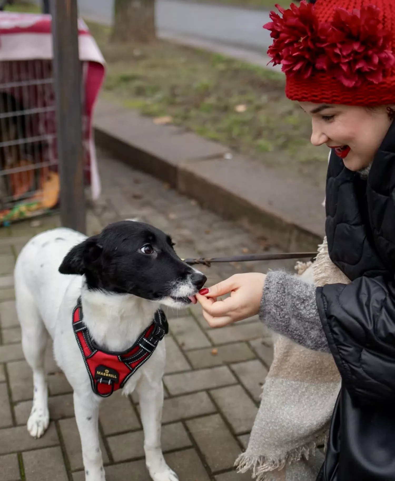 Виставку-прилаштування собак із Чорнобаївки проведуть на Верхньому БАМі 17 січня. Фото: Друзі поруч