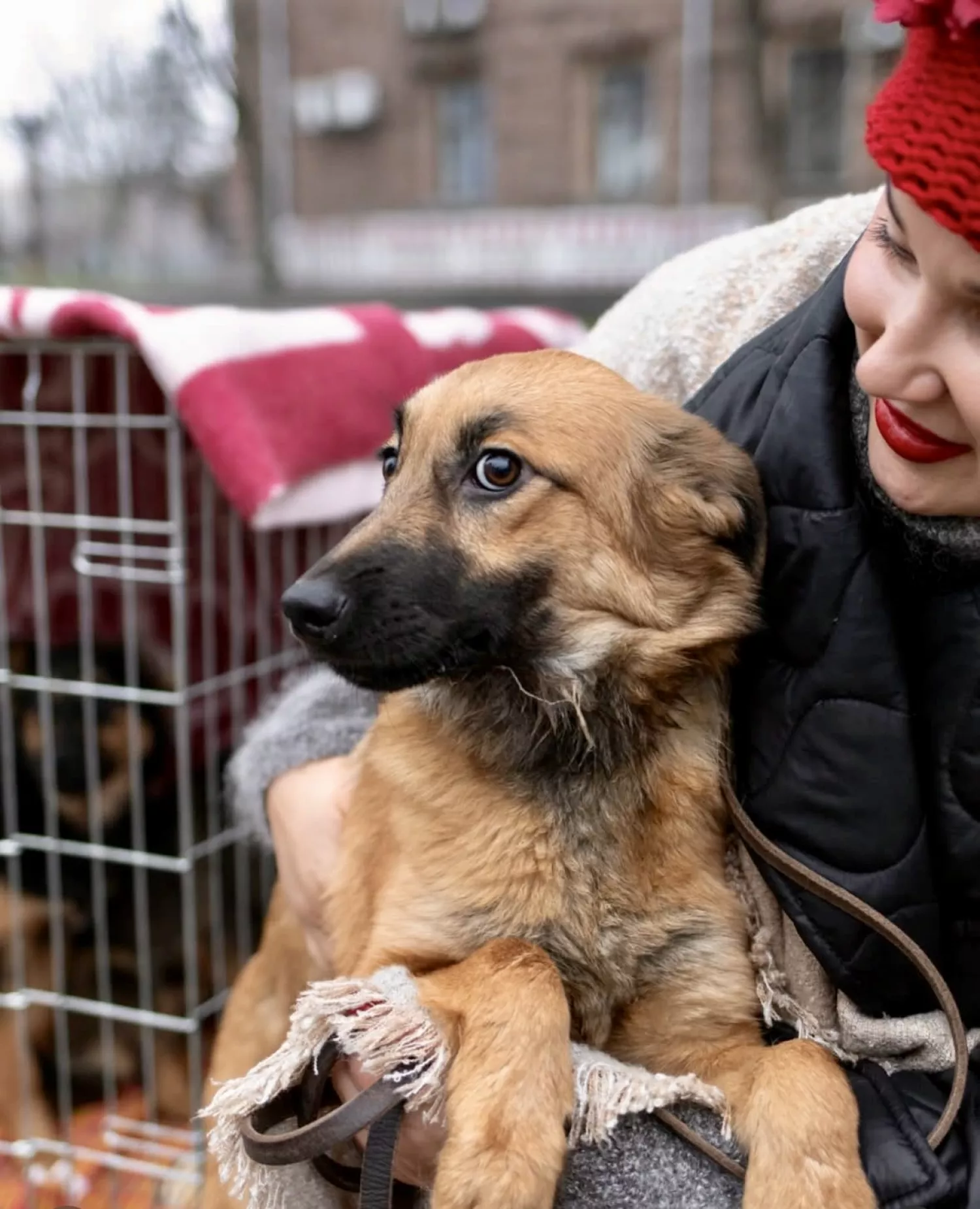 Виставку-прилаштування собак із Чорнобаївки проведуть на Верхньому БАМі 17 січня. Фото: Друзі поруч