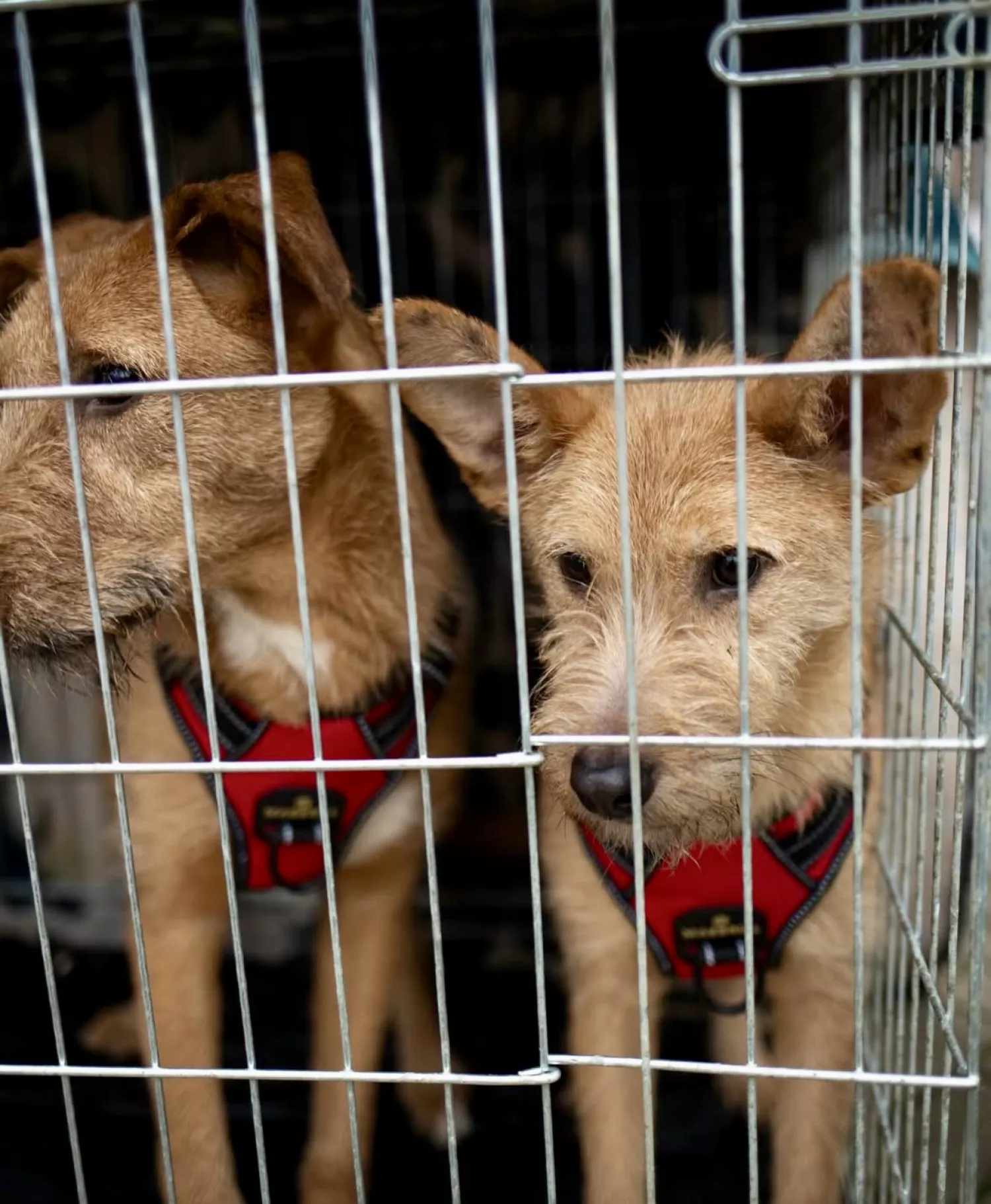 Виставку-прилаштування собак із Чорнобаївки проведуть на Верхньому БАМі 17 січня. Фото: Друзі поруч