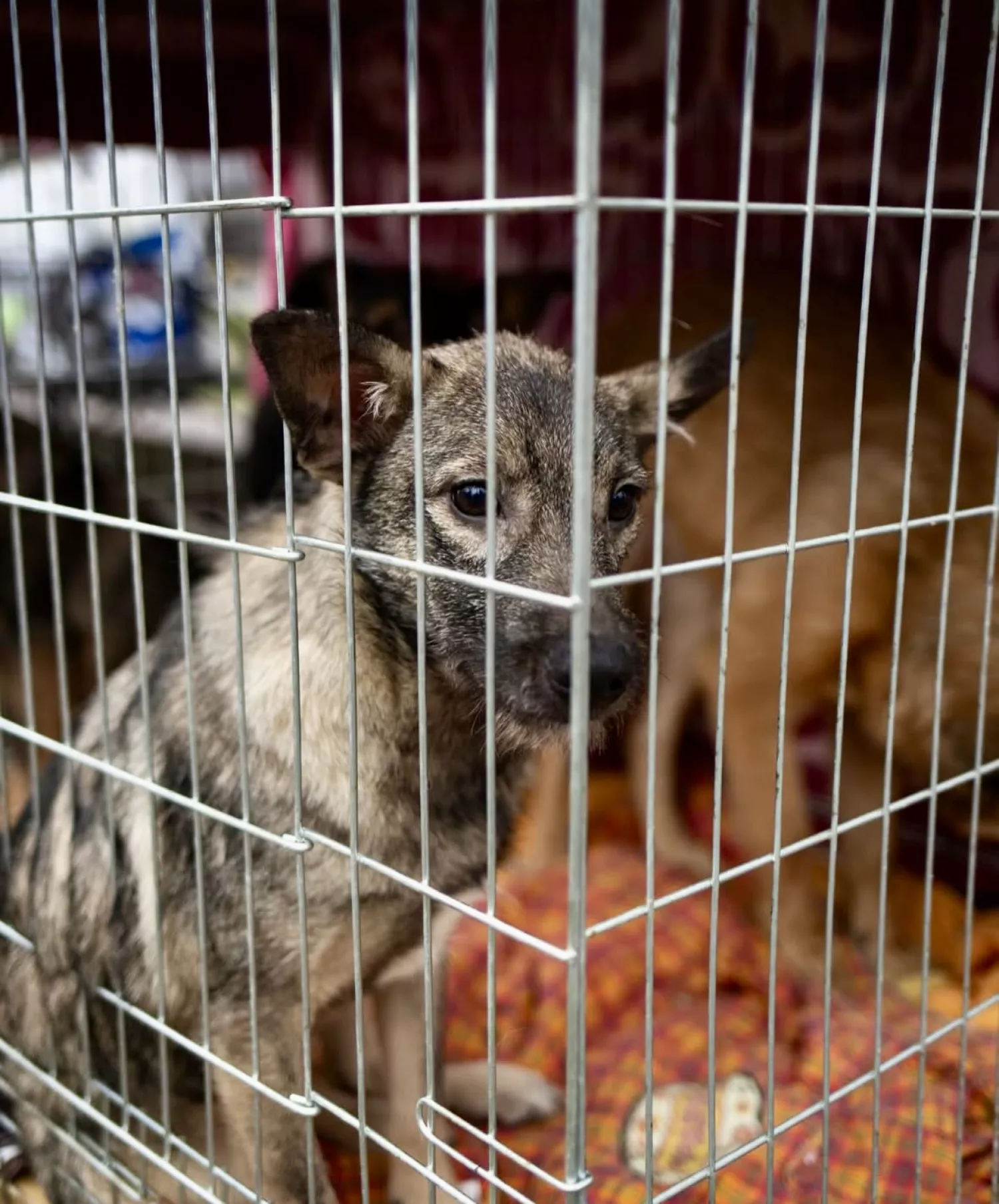 Виставку-прилаштування собак із Чорнобаївки проведуть на Верхньому БАМі 17 січня. Фото: Друзі поруч