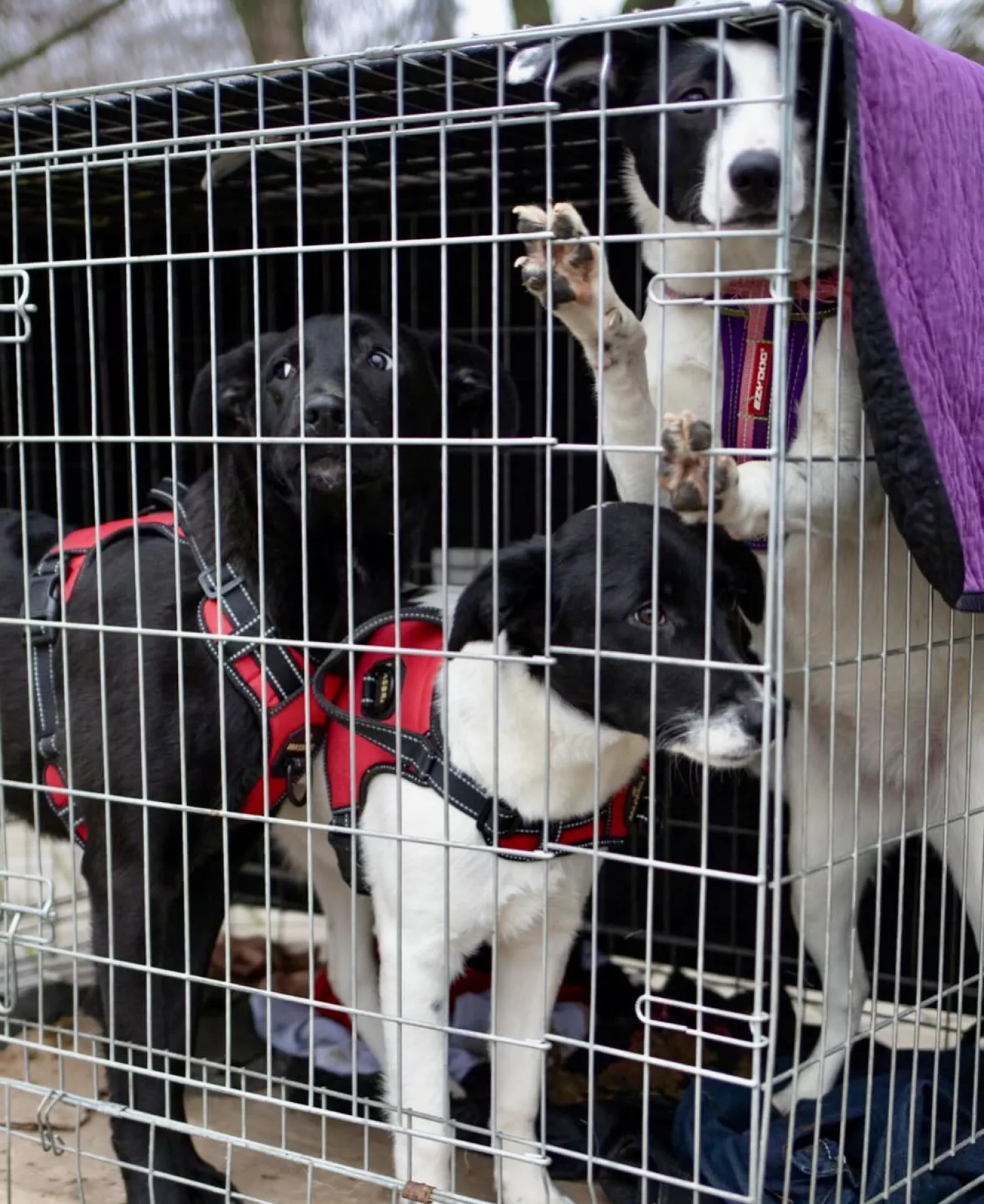 Виставку-прилаштування собак із Чорнобаївки проведуть на Верхньому БАМі 17 січня. Фото: Друзі поруч