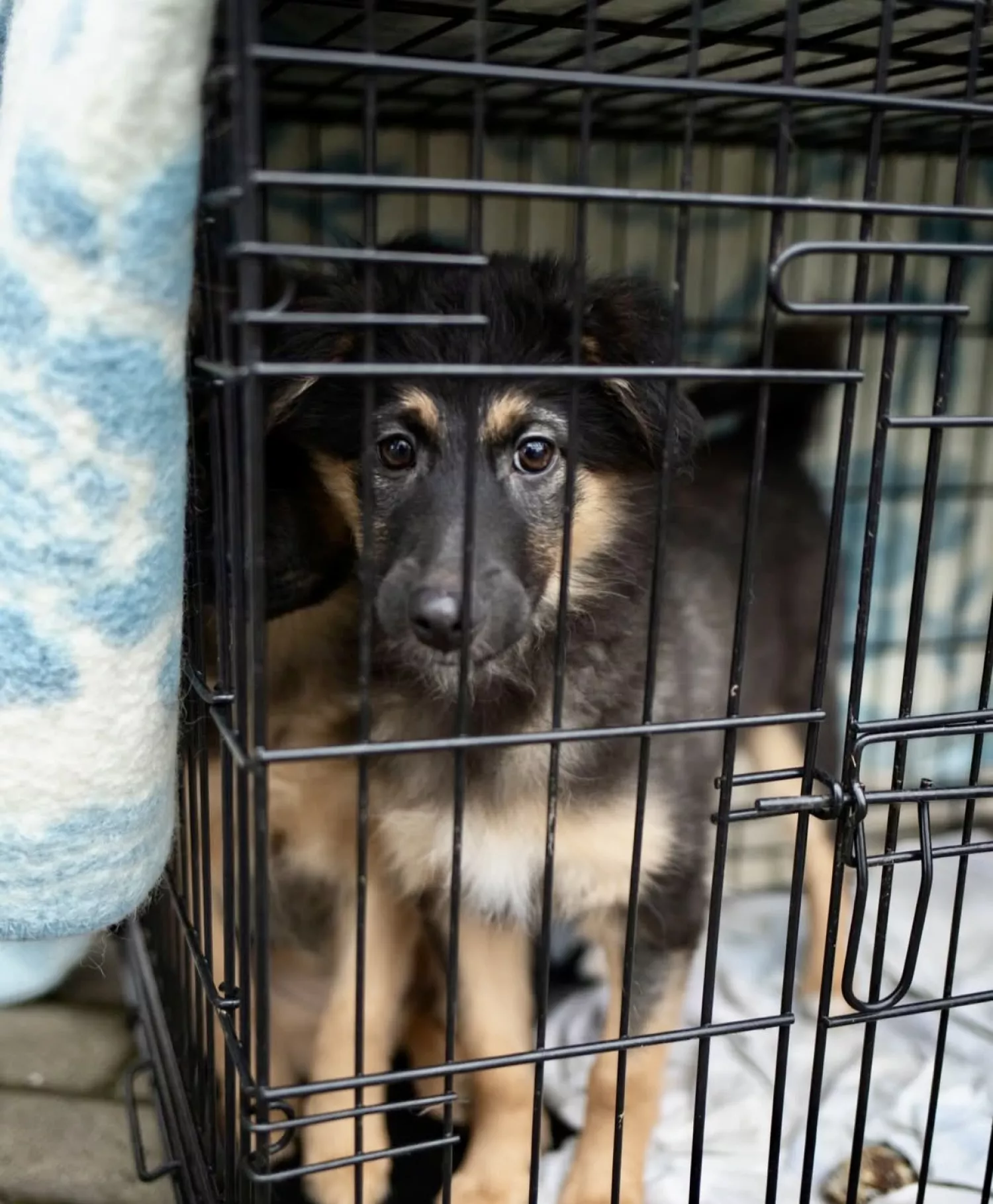 Виставку-прилаштування собак із Чорнобаївки проведуть на Верхньому БАМі 17 січня. Фото: Друзі поруч