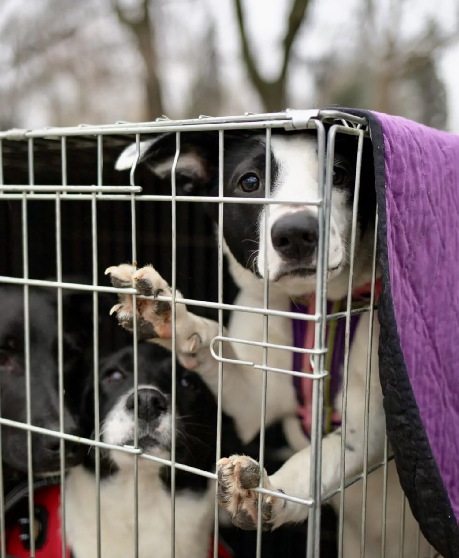 Виставку-прилаштування собак із Чорнобаївки проведуть на Верхньому БАМі 17 січня. Фото: Друзі поруч