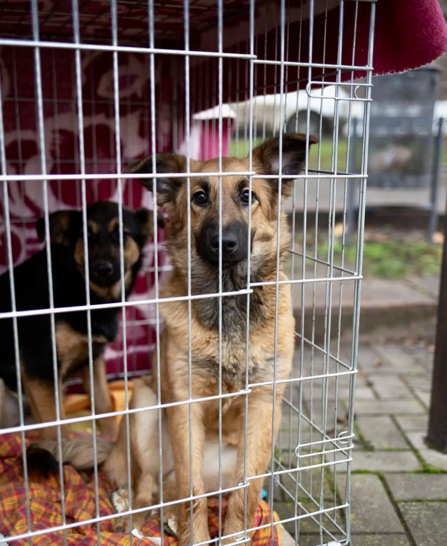Виставку-прилаштування собак із Чорнобаївки проведуть на Верхньому БАМі 17 січня. Фото: Друзі поруч