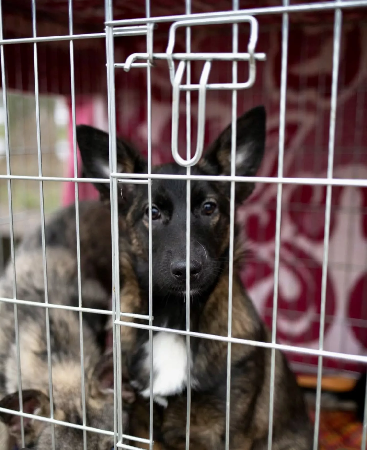 Виставку-прилаштування собак із Чорнобаївки проведуть на Верхньому БАМі 17 січня. Фото: Друзі поруч