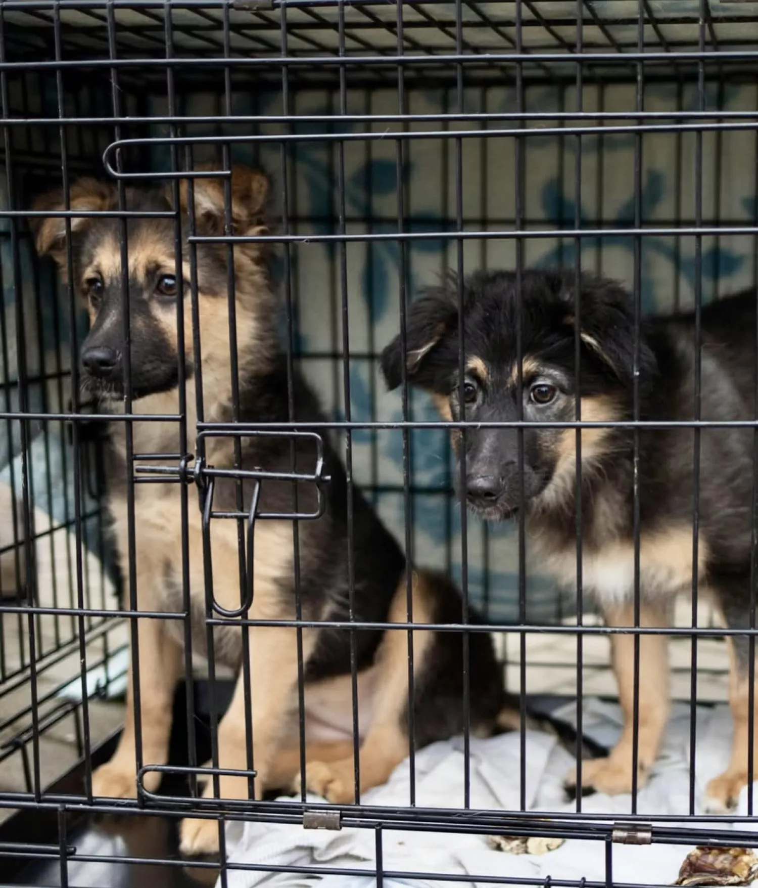 Виставку-прилаштування собак із Чорнобаївки проведуть на Верхньому БАМі 17 січня. Фото: Друзі поруч