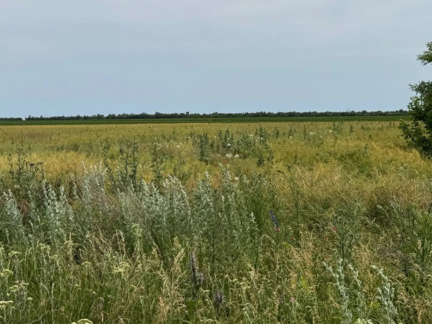Літієве родовище, ділянка Добра. Фото: Суспільне Кропивницький